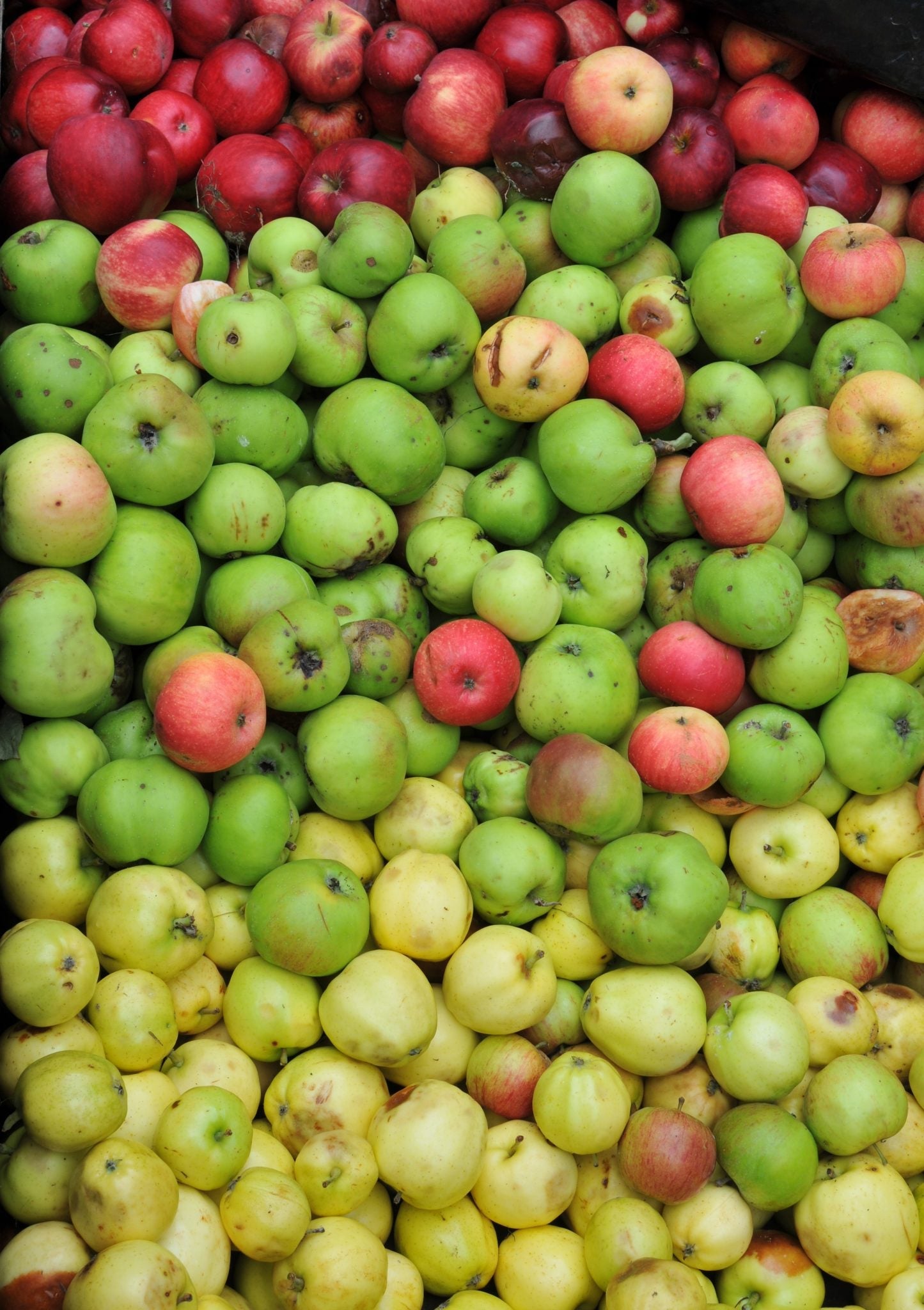 Let the Harvest Begin