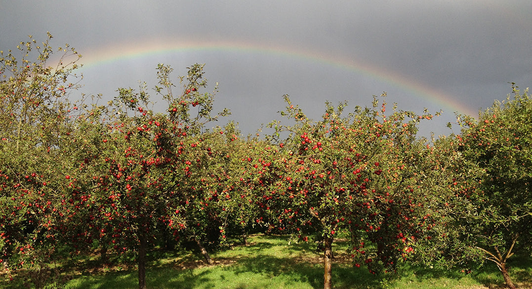 The Threat to Traditional Cider and the 35% Juice Conundrum