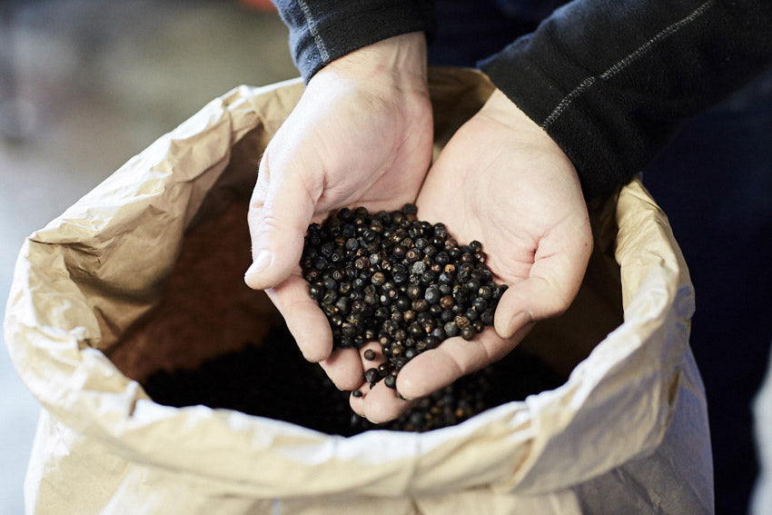 Gintroducing…. Safine Drenc!